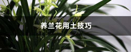 养兰花用土技巧，泥炭土怎么养兰花