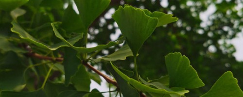 达州适合养什么花，市花和市树是什么