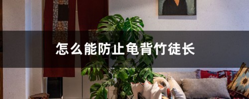 怎么能防止龟背竹徒长，龟背竹可以使用矮壮素吗