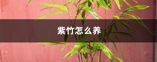 紫竹怎么养