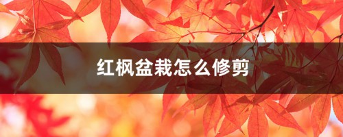 红枫盆栽怎么修剪